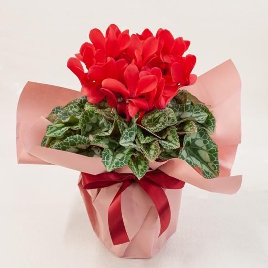 <img class='new_mark_img1' src='https://img.shop-pro.jp/img/new/icons1.gif' style='border:none;display:inline;margin:0px;padding:0px;width:auto;' />ڥ󥿡եȡȭʪ å