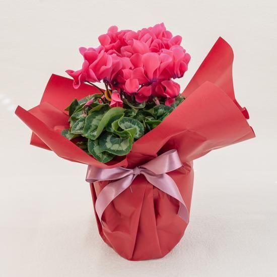 <img class='new_mark_img1' src='https://img.shop-pro.jp/img/new/icons1.gif' style='border:none;display:inline;margin:0px;padding:0px;width:auto;' />ڥ󥿡եȡȭʪ ԥ