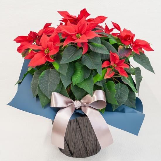 <img class='new_mark_img1' src='https://img.shop-pro.jp/img/new/icons1.gif' style='border:none;display:inline;margin:0px;padding:0px;width:auto;' />ڥ󥿡եȡȭʪݥ󥻥ʤա