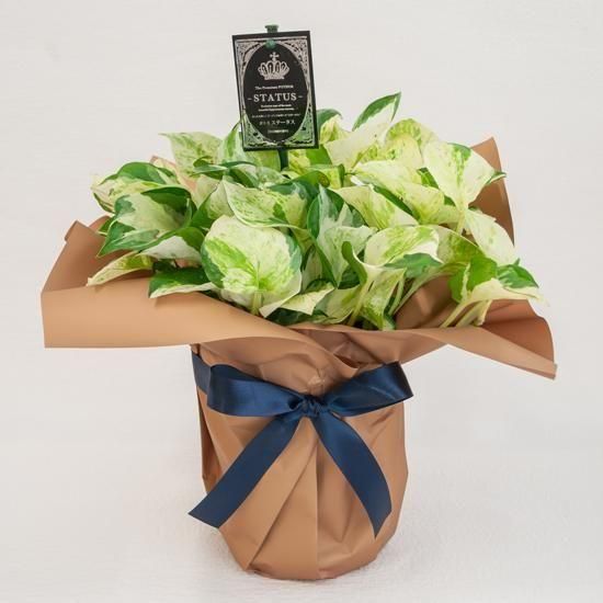 <img class='new_mark_img1' src='https://img.shop-pro.jp/img/new/icons1.gif' style='border:none;display:inline;margin:0px;padding:0px;width:auto;' />ڥ󥿡եȡȭʪݥȥ ơ