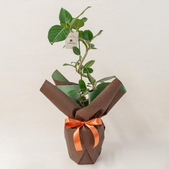 <img class='new_mark_img1' src='https://img.shop-pro.jp/img/new/icons1.gif' style='border:none;display:inline;margin:0px;padding:0px;width:auto;' />ڥ󥿡եȡȭʪե٥󥬥󥷥