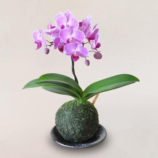 <img class='new_mark_img1' src='https://img.shop-pro.jp/img/new/icons1.gif' style='border:none;display:inline;margin:0px;padding:0px;width:auto;' />ڥ󥿡եȡݶ̡祦ʼա