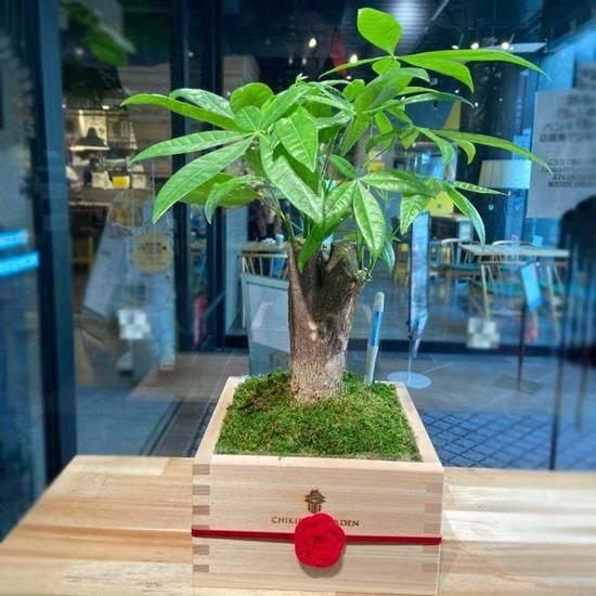 <img class='new_mark_img1' src='https://img.shop-pro.jp/img/new/icons3.gif' style='border:none;display:inline;margin:0px;padding:0px;width:auto;' />ƴա쾣ѥSUINAŸʡ