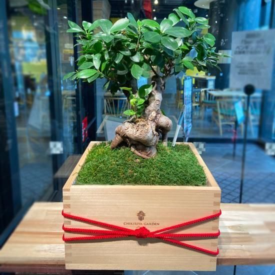 <img class='new_mark_img1' src='https://img.shop-pro.jp/img/new/icons3.gif' style='border:none;display:inline;margin:0px;padding:0px;width:auto;' />ƴա;޹硡ޥSUINAŸʡ