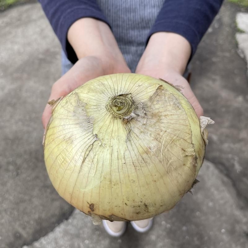 自然栽培・無農薬野菜・豆類