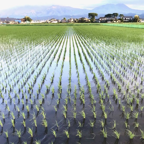 有機認証「合鴨の有機米」熊本産コシヒカリ＜玄米＞ えと菜園