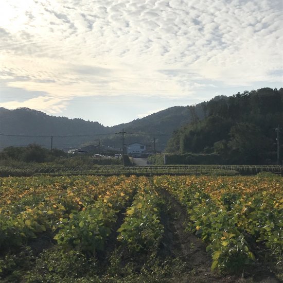 熊本産在来種「自然栽培大豆・八天狗」(農薬不使用・無肥料) えと菜園