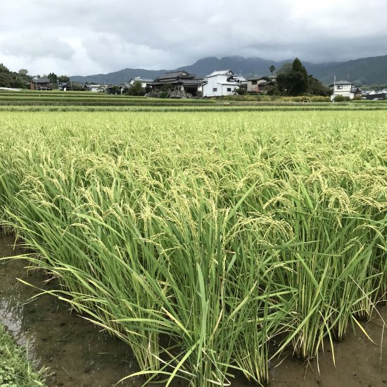 熊本山鹿産ヒノヒカリ】環境にも優しい「EM農法米」＜玄米＞ えと菜園オンラインショップ 自然栽培や有機栽培の商品を全国へお届け