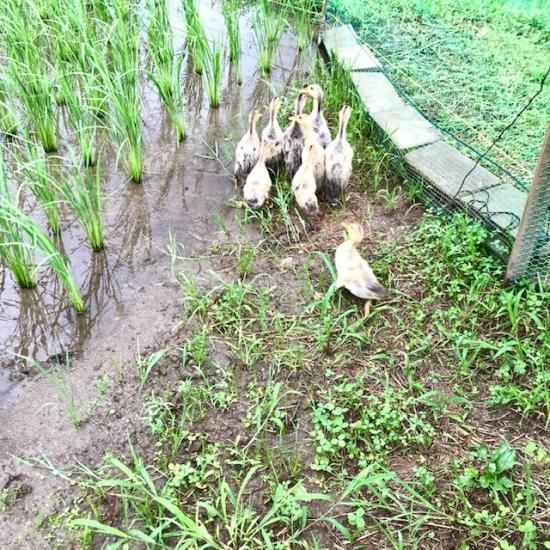 クール便でお届け【熊本県産】季節のお品物 梅 加工用 家庭用 規格外 20kg クール便でお届け【熊本県産】季節のお品物 梅 加工用 家庭用