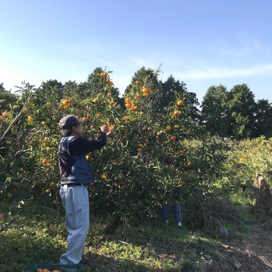 自然栽培極早生みかん（無肥料・無農薬）熊本県産 3㎏ えと菜園