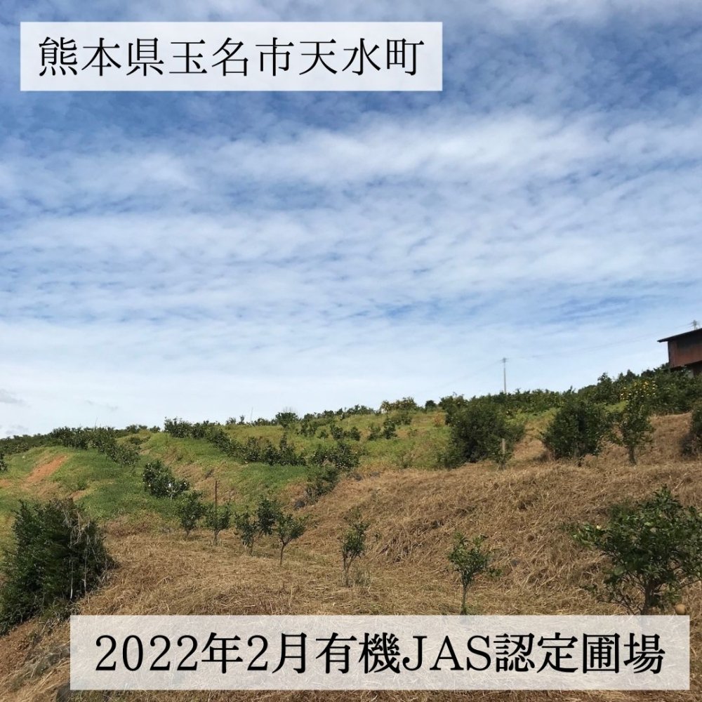 有機JAS認証「健寿の有機不知火」（無農薬・無化学肥料）熊本県