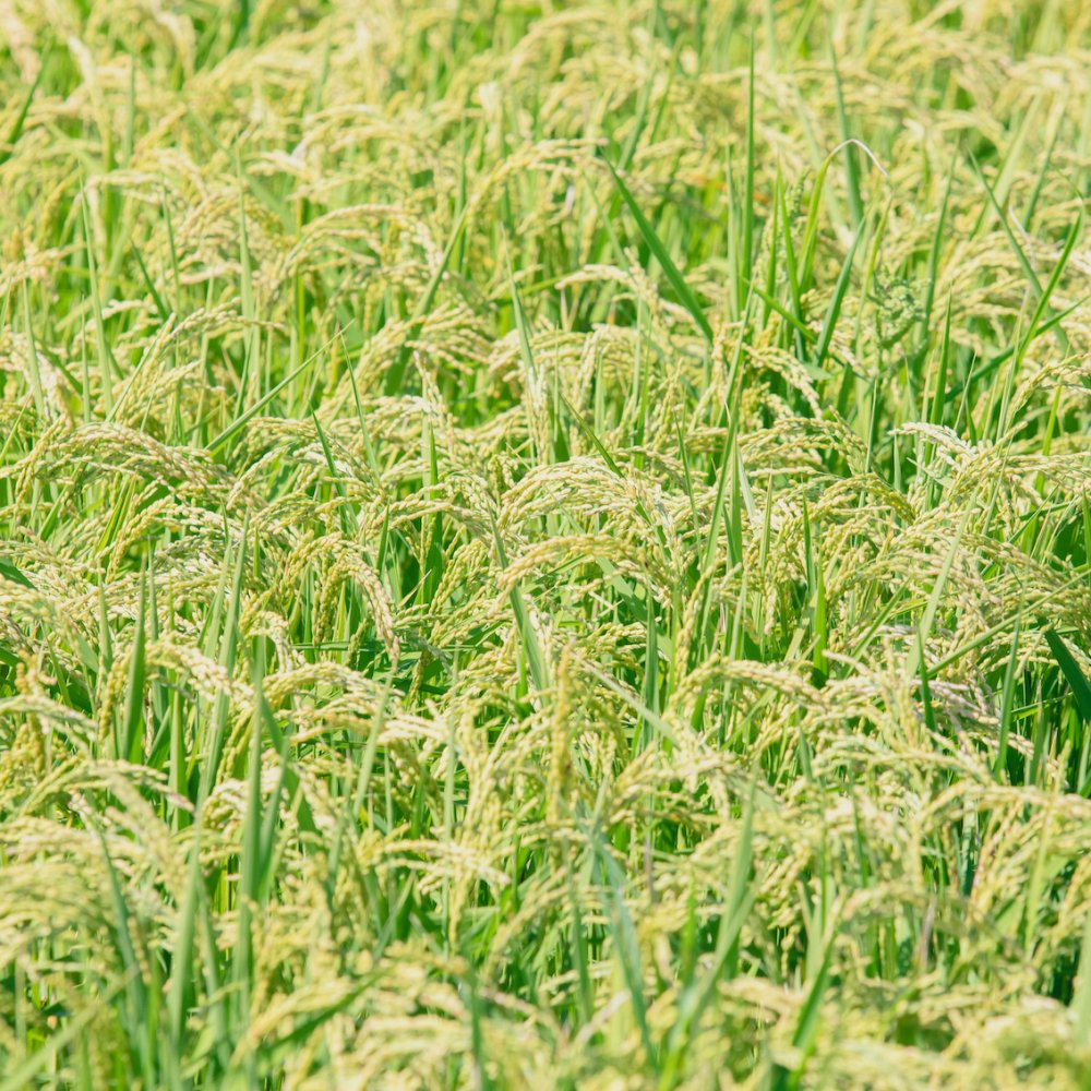 お届け回数が選べる定期便。「自然栽培米」農薬不使用・肥料不使用（熊本県宇城市)　えと菜園オンラインショップ