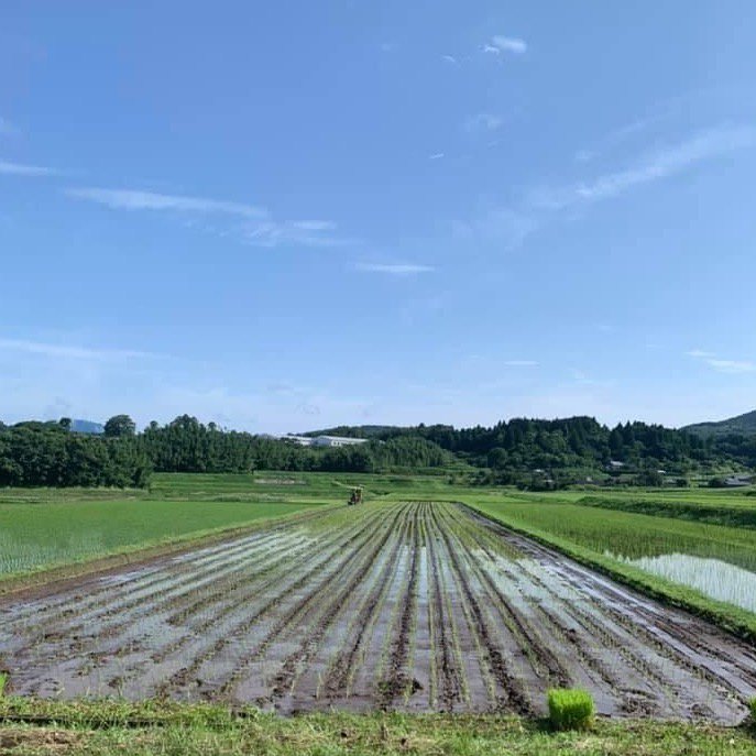 2021人気新作 焙煎 玄米粉 500g 農薬も除草剤も化学肥料も全て不使用