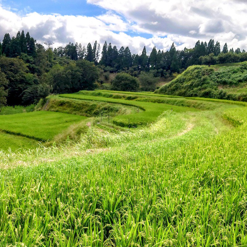 【熊本・山都町産｜農家直送】冷めても美味しい「山間地米」ヒノヒカリ＜白米・10kg＞ えと菜園オンラインショップ　自然栽培や有機栽培の商品をお届け