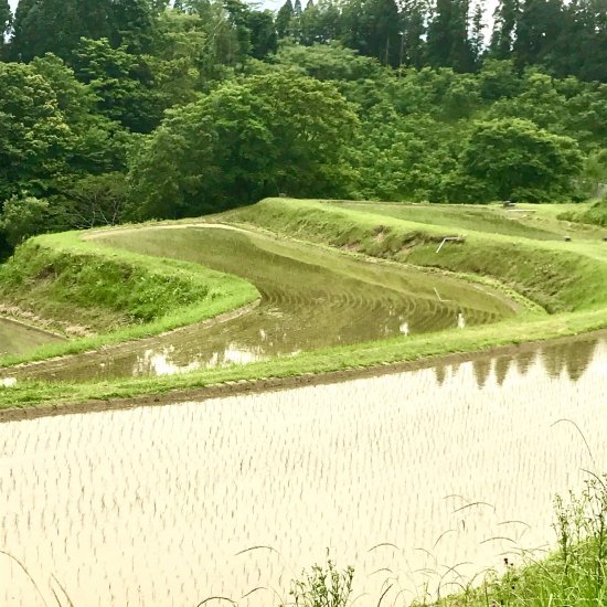 【熊本・山都町産｜農家直送】冷めても美味しい「山間地米」ヒノヒカリ＜白米・10kg＞ えと菜園オンラインショップ　自然栽培や有機栽培の商品をお届け