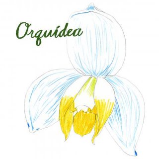 季節のコーヒー  Orquidea 【オルキデア 】　中深煎