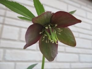 原種クリスマスローズ アトロルベンス 開花済み最後 Tipwell 世界の珍しい植物をお届け 原種クリスマスローズ アトロルベンス 開花済み最後 Tipwell 世界の珍しい植物をお届け