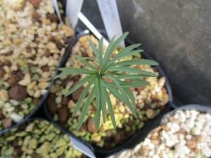 原種クリスマスローズ ヘルツェゴビヌス 2021 その1 | ある植物