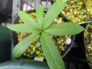 原種クリスマスローズ デュメトルム - tipwell ～世界の珍しい植物をお