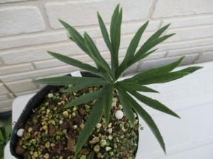 原種クリスマスローズ アブルジクス 1作苗在庫限り Tipwell 世界の珍しい植物をお届け 原種クリスマスローズ アブルジクス 1作苗在庫限り Tipwell 世界の珍しい植物をお届け