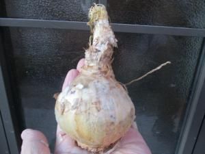 ゲチリス　ナマクエンシス ゲチリス ナマクエンシス Gethyllis namaquensis 大球最後 - tipwell