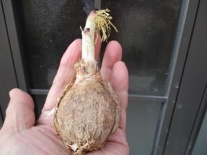 新着 ゲチリス ナマクエンシス Gethyllis namaquensis 中球
