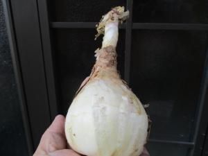 ゲチリス ナマクエンシス Gethyllis namaquensis ラスト1球