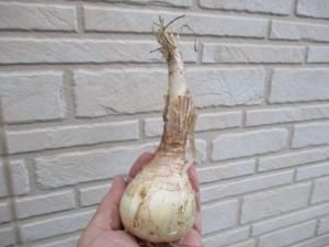 全国送料無料ギフト ゲチリス ナマクエンシス ラスト1球 namaquensis Gethyllis その他観葉植物