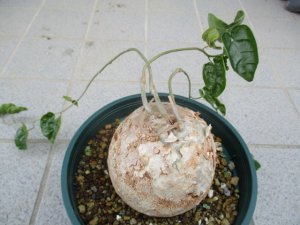 ピレナカンサ マルビフォリア Pyrenacantha malvifolia 現品のみ - tipwell ～世界の珍しい植物をお届け～