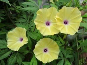 原種黄花アサガオ イポメア ツベルキュラータ Ipomoea Tuberculata 苗 Tipwell 世界の珍しい植物をお届け