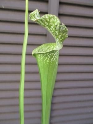サラセニア S Leucophylla F Viridescens Tipwell 世界の珍しい植物をお届け サラセニア S Leucophylla F Viridescens Tipwell 世界の珍しい植物をお届け