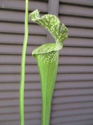 サラセニア S Leucophylla F Viridescens Tipwell 世界の珍しい植物をお届け