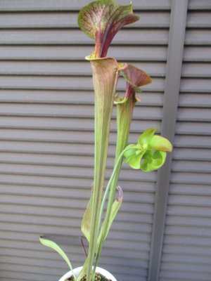 サラセニア S. Flava var． atropurpurea - tipwell ～世界の珍しい植物をお届け～