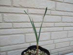 ブーファン ハエマンソイデス boophane haemanthoides 実生４年苗 １ｃｍ - tipwell ～世界の珍しい植物をお届け～