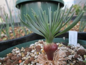 ゲチリス ナマクエンシス Gethyllis namaquensis 大球 - tipwell ～世界の珍しい植物をお届け～