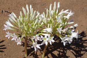 ブルンスヴィギア ボスマニアエ 白花 brunsvigia bosmaniae white flower 親球 - tipwell  ～世界の珍しい植物をお届け～