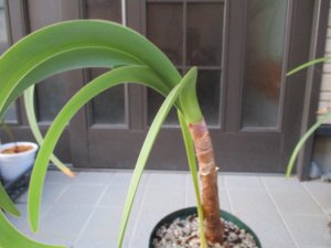 ウォースレヤ Worsleya procera 株分け大苗 ブルーアマリリス - tipwell ～世界の珍しい植物をお届け～