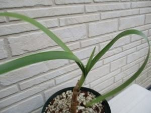 ウォースレヤ Worsleya Procera Eggin Clone 株分け中苗 最後 ブルーアマリリス Tipwell 世界の珍しい植物をお届け ウォースレヤ Worsleya Procera Eggin Clone 株分け中苗 最後 ブルーアマリリス Tipwell 世界の珍しい植物をお届け