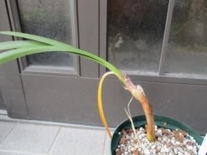 ウォースレヤ Worsleya Procera 株分け中苗 ブルーアマリリス Tipwell 世界の珍しい植物をお届け