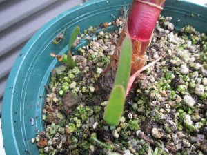 ウォースレヤ Worsleya procera 矮性種系実生５年半苗 ブルーアマリリス - tipwell ～世界の珍しい植物をお届け～