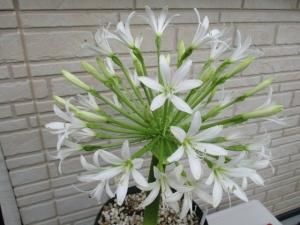 ブルンスビギア ボスマニアエ 純白花 Brunsvigia Bosmaniae Alba 特大球 最後の1球 Tipwell 世界の珍しい 植物をお届け ブルンスビギア ボスマニアエ 純白花 Brunsvigia Bosmaniae Alba 特大球 最後の1球 Tipwell 世界の珍しい 植物をお届け