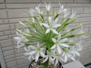 ブルンスビギア ボスマニアエ 純白花 Brunsvigia Bosmaniae Alba 特大球 最後の1球 Tipwell 世界の珍しい 植物をお届け