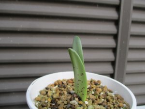 ハエマンサス コッキネウス Haemanthus coccineus 実生６年 中 - tipwell ～世界の珍しい植物をお届け～