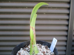 ウォースレヤ Worsleya procera cosh clone 株分け苗 ① ブルー