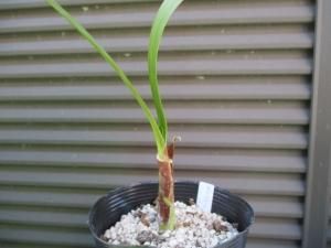 ウォースレヤ Worsleya Procera Cosh Clone 株分け苗 ブルーアマリリス Tipwell 世界の珍しい植物をお届け