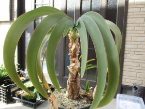 ウォースレヤ Worsleya procera 超特大株 脇芽３付き ブルーアマリリス