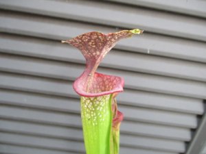 食虫植物 サラセニア Sarracenia × 'Adrian Slack' ２芽株 最後の１株