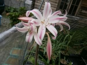 希少交配種クリナム Crinum Veracruz 株分け小苗 最後の1株 Tipwell 世界の珍しい植物をお届け