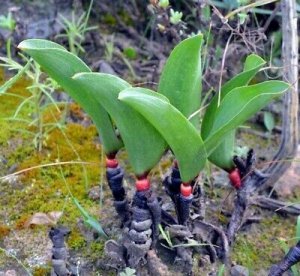 希少種 エリオスペルマム Eriospermum patentiflorum 親球 1球のみ - tipwell ～世界の珍しい植物をお届け～