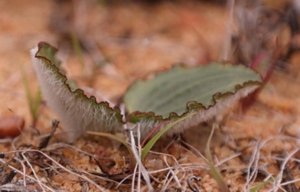 希少種 エリオスペルマム Eriospermum subincanum 1球のみ - tipwell ～世界の珍しい植物をお届け～